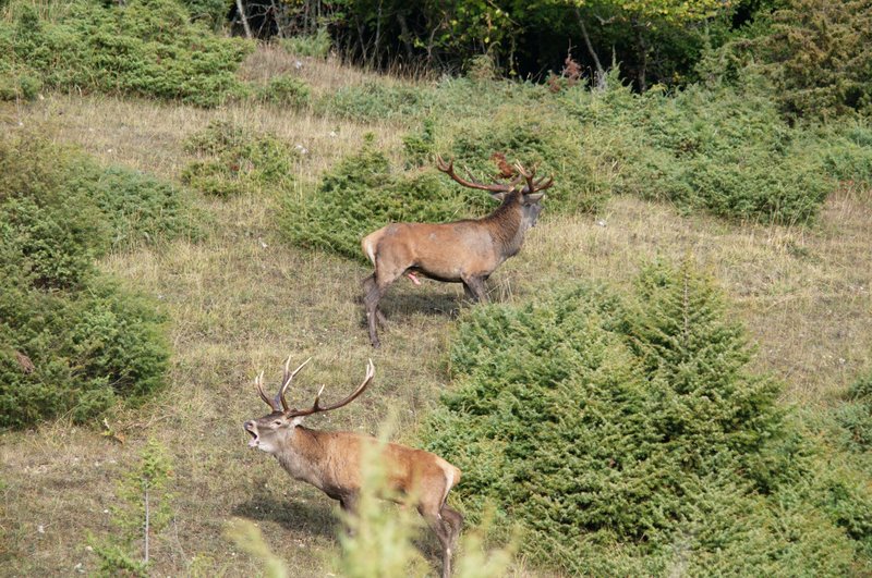Un''arena molto contesa